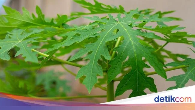 15 Manfaat Daun Pepaya Untuk Kesehatan dan Efek Sampingnya