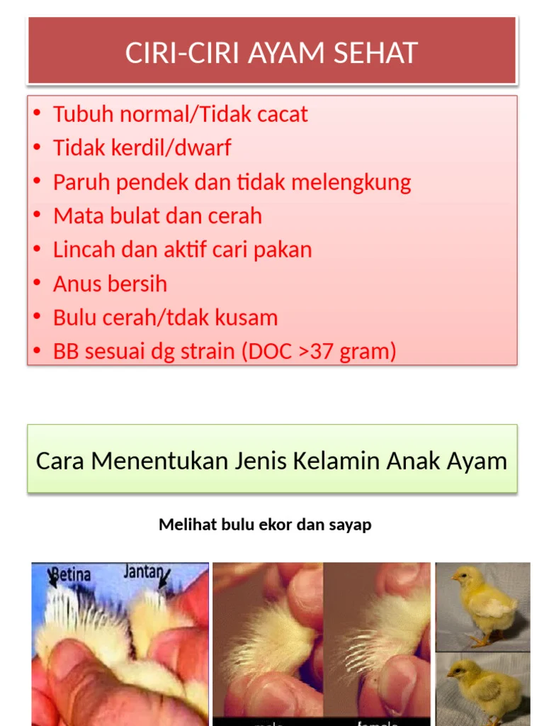 3-Metode Penentuan Jenis Kelamin | PDF