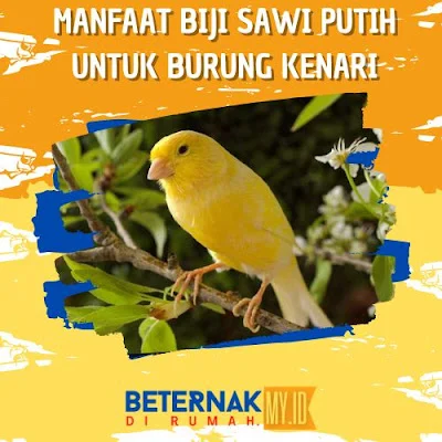 4 Manfaat Sawi Putih Untuk Burung Kenari - Beternak Dirumah
