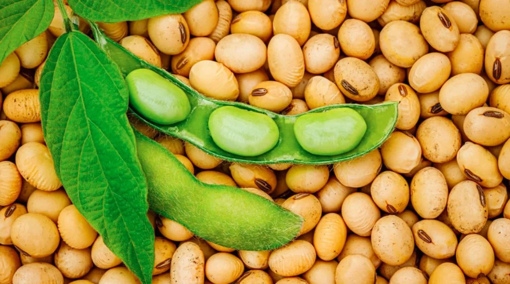 5 Cara Membuat Bungkil Kedelai untuk Pakan Ternak - HOBI TERNAK