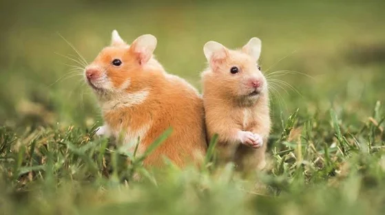 5 Cara Memulai Bisnis Hamster, Beretika dan Peduli Kesejahteraan Hewan