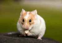 5 Cara Mengetahui Hamster Siap Kawin yang Perlu Dipahami | kumparan.com