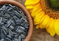 5 Makanan untuk Mendukung Kesuburan, Bisa Dicoba Pasangan yang Sedang