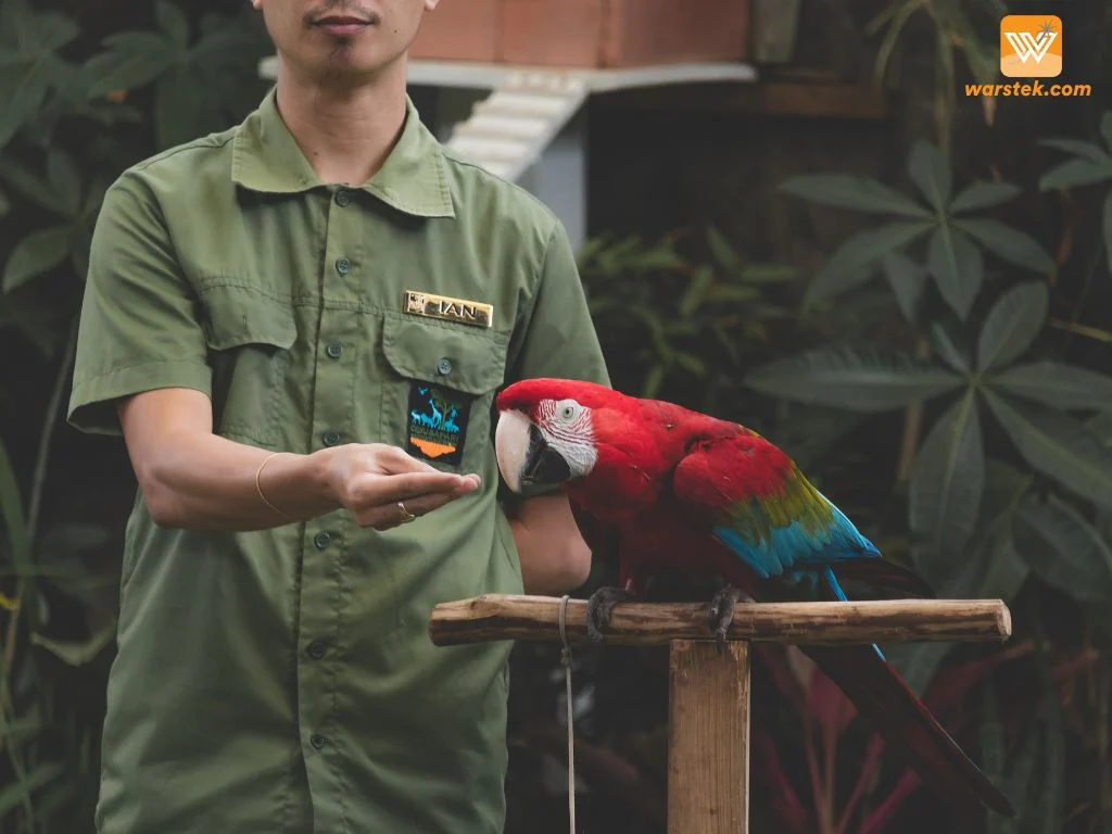 5 Manfaat Berinteraksi dengan Burung dari Perspektif Edukasi dan