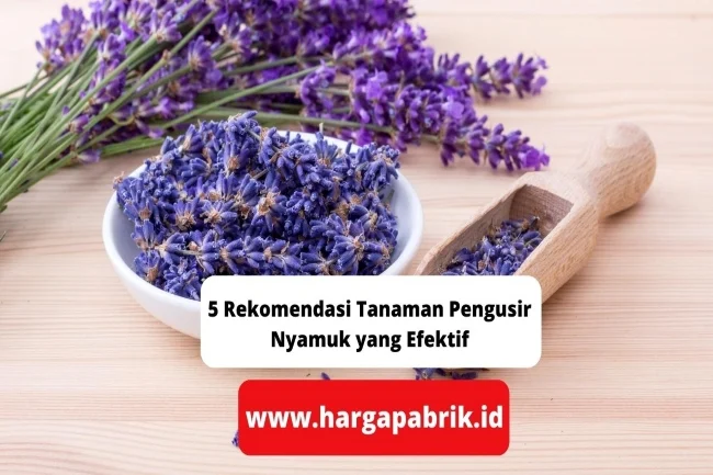 5 Rekomendasi Tanaman Pengusir Nyamuk yang Efektif