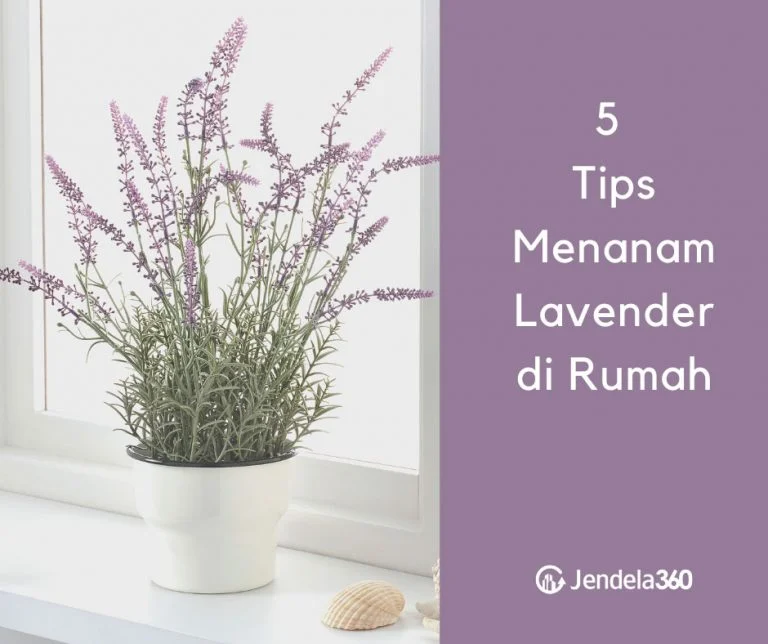 5 Tips dan Trik Menanam Lavender di Rumah - Jendela360