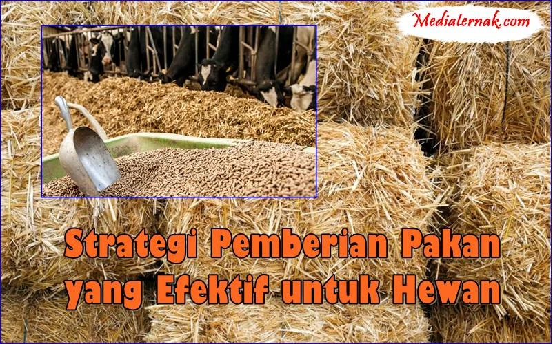 7 Strategi Pemberian Pakan yang Efektif untuk Hewan, Layak Dicoba