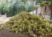 Agen SOC: Bahan - bahan untuk membuat pakan fermentasi sapi