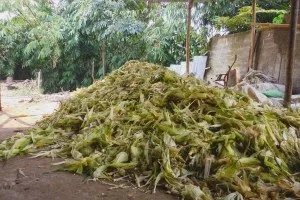 Agen SOC: Bahan - bahan untuk membuat pakan fermentasi sapi