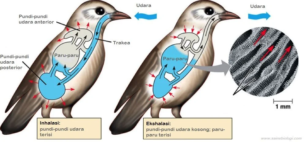 Alat Bantu Pernapasan Pada Saat Burung Terbang Adalah - Perumperindo.co.id