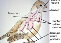Alat Pernapasan Burung dan Mekanisme Pernapasan Burung, Materi Belajar