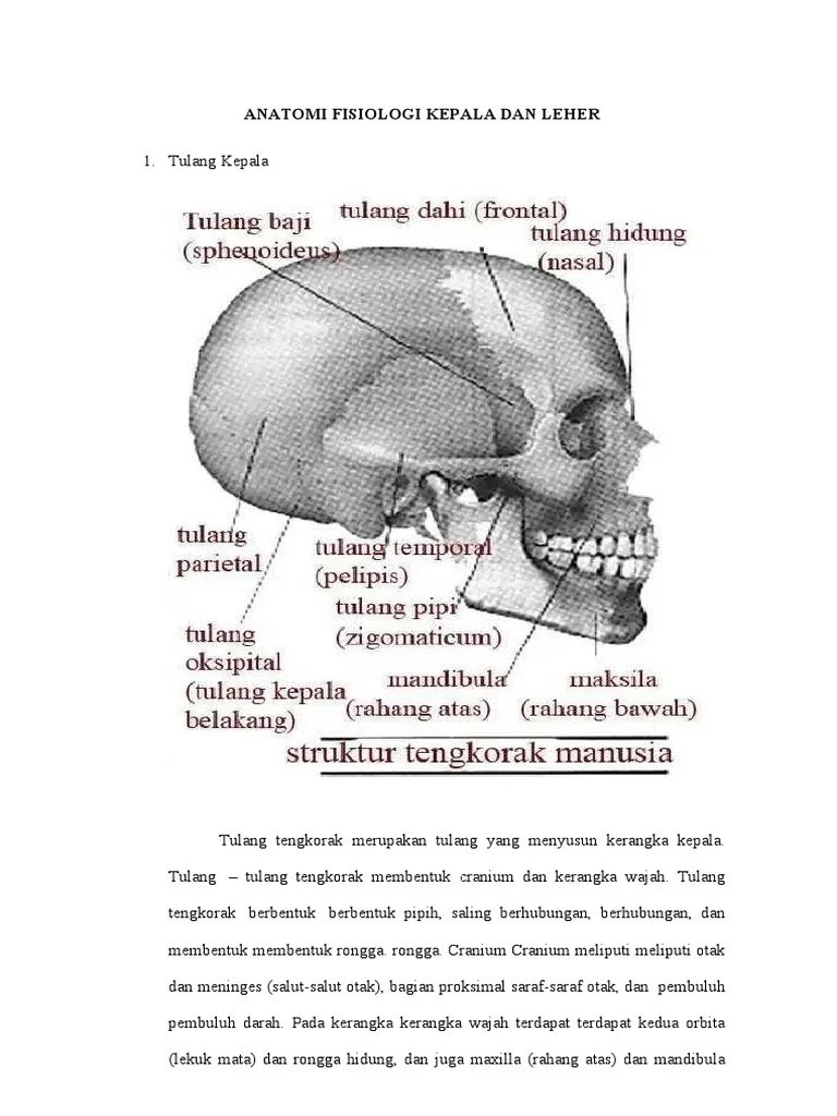 ANATOMI FISIOLOGI KEPALA DAN LEHER | PDF