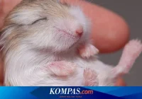 Apakah Hamster Berhibernasi?