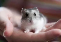 Apakah Hamster Buta Warna? (Fakta Penting) | Si Binatang