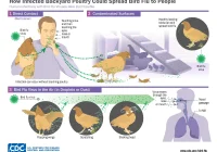 Avian Flu | Maricopa County, AZ