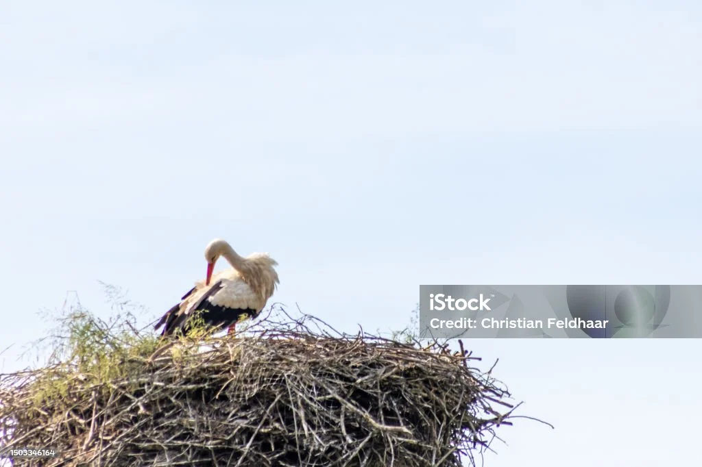 Bangau Putih Bersarang Di Sarang Bangau Besar Dengan Bangau Muda