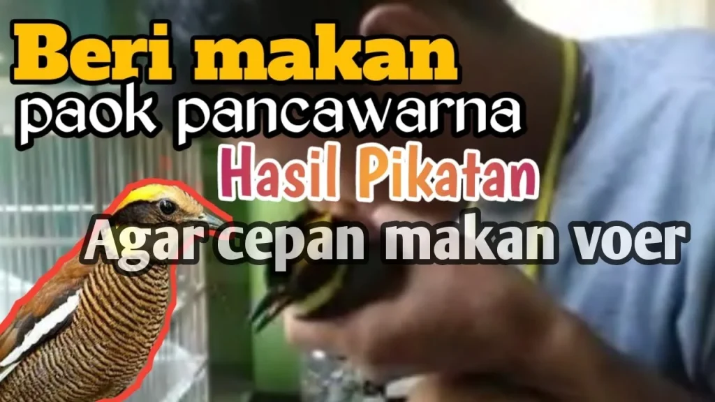 BEGINILAH cara nya merawat burung paok pancawarna HASIL PIKAT || Paok