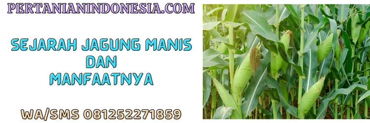 Benih Jagung Manis Terbaik Untuk Dibudidayakan