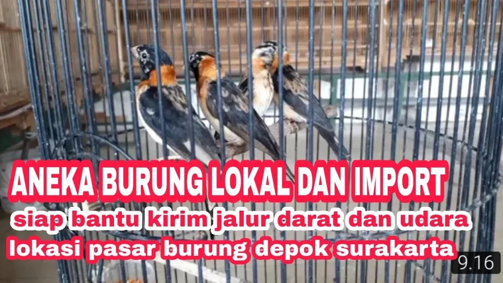 Beraneka ragam burung lokal dan import - YouTube