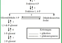 Biosintesis Metabolit Primer dan Sekunder - E-Chemistry