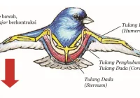 Blog Belajar IPA SMP: Otot dan Tulang Burung yang Berperan untuk Terbang