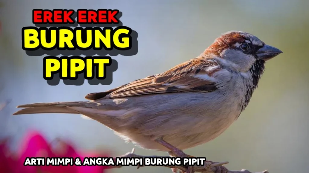 Burung Emprit: Erek-Erek dan Fakta Menarik