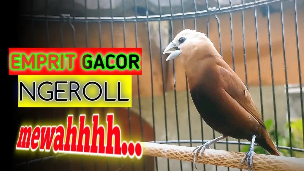 Burung Emprit Gacor Isian: Panduan Lengkap untuk Membuat Burung Emprit