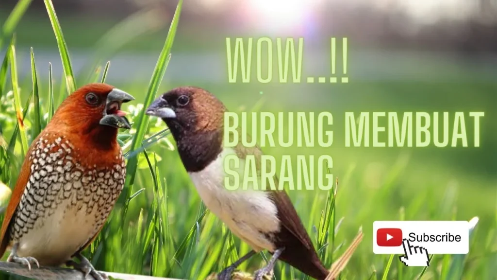 Burung Emprit Gantil Jawa: Keunikan dan Fakta Mengenai Spesies ini