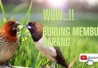 Burung Emprit Gantil Jawa: Keunikan dan Fakta Mengenai Spesies ini