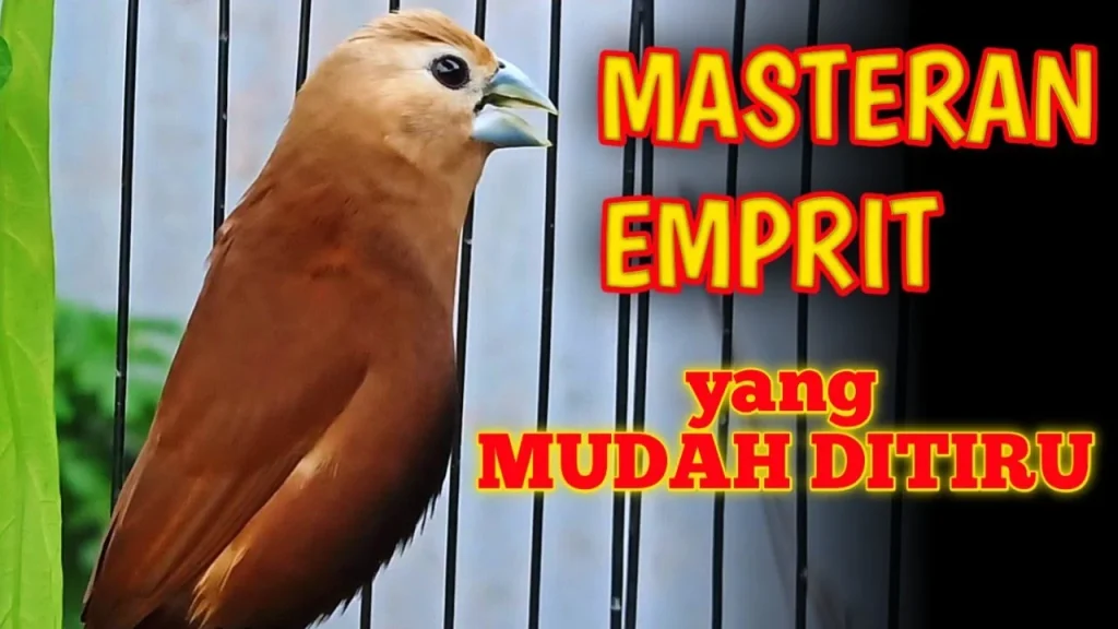 Burung Emprit Kaji Suara Kenari: Tips dan Trik untuk Meningkatkan
