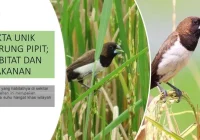 Burung Emprit: Makanannya dan Fakta Lainnya