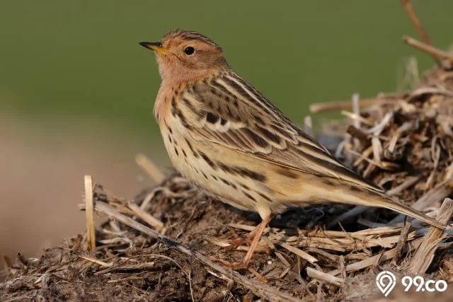 Burung Emprit Masuk Rumah Pertanda Apa? Ini Artinya!