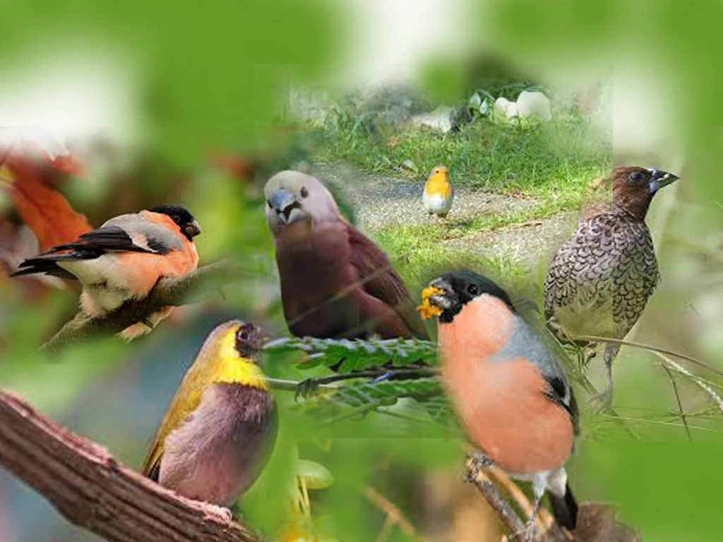 Burung Emprit Pemakan Apa: Informasi Lengkap tentang Habitat dan Pola