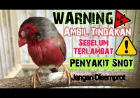 Burung Emprit Sakit: Penyebab, Gejala, dan Cara Mengobati
