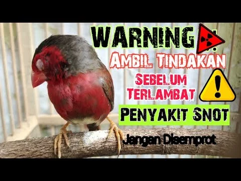 Burung Emprit Sakit: Penyebab, Gejala, dan Cara Mengobati