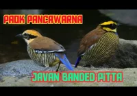 Burung Paok Pancawarna Jantan Dan Betina - MISTERSPORT