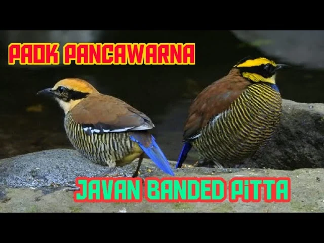 Burung Paok Pancawarna Jantan Dan Betina - MISTERSPORT