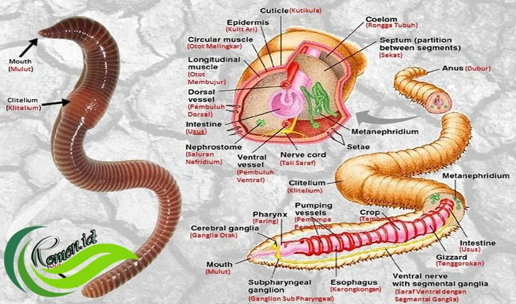 Cacing Tanah, Hewan Invertebrata yang Memiliki Banyak Manfaat - Media