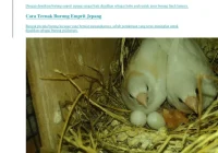 Cara Burung Emprit: Panduan Lengkap untuk Pemula