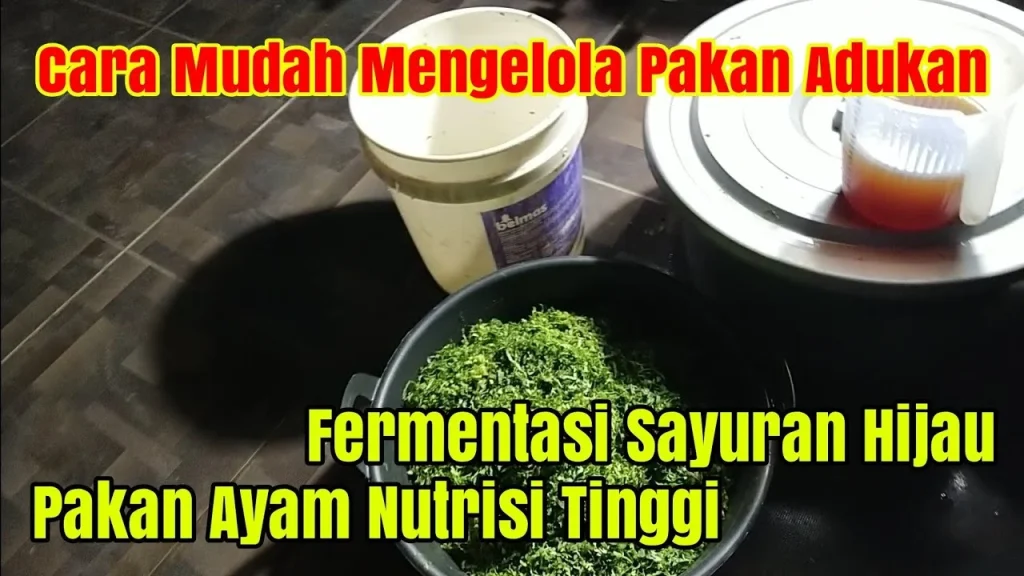 Cara Fermentasi Sayuran Hijau Untuk Pakan Ayam - YouTube