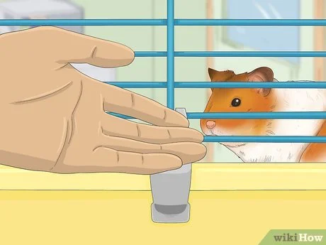 Cara Melatih Hamster agar Tidak Menggigit: 14 Langkah