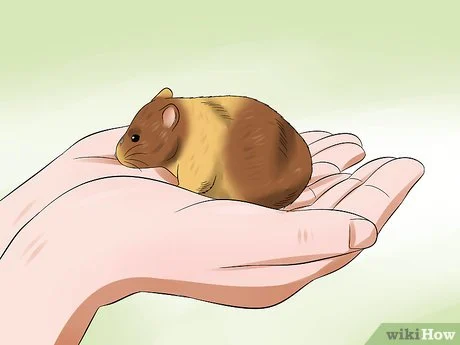 Cara Melatih Hamster agar Tidak Menggigit: 14 Langkah
