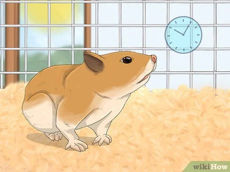 Cara Melatih Hamster agar Tidak Menggigit: 14 Langkah