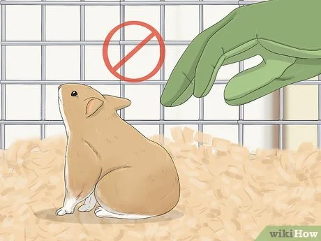 Cara Melatih Hamster agar Tidak Menggigit: 14 Langkah