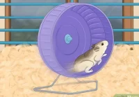 Cara Melatih Hamster agar Tidak Menggigit: 14 Langkah