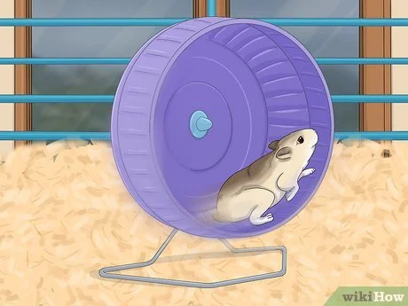 Cara Melatih Hamster agar Tidak Menggigit: 14 Langkah