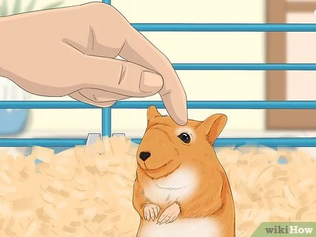Cara Melatih Hamster agar Tidak Menggigit: 14 Langkah