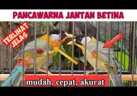CARA MEMBEDAKAN BURUNG PANCAWARNA JANTAN DAN BETINA AKURAT - YouTube