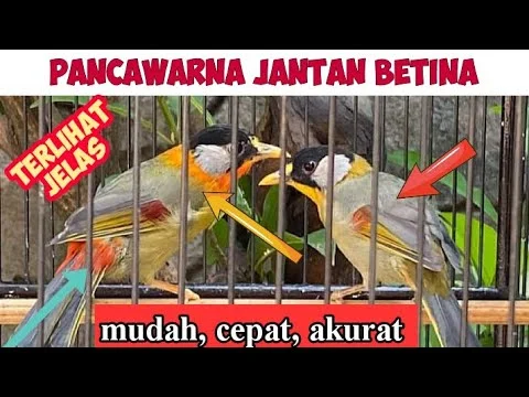 CARA MEMBEDAKAN BURUNG PANCAWARNA JANTAN DAN BETINA AKURAT - YouTube