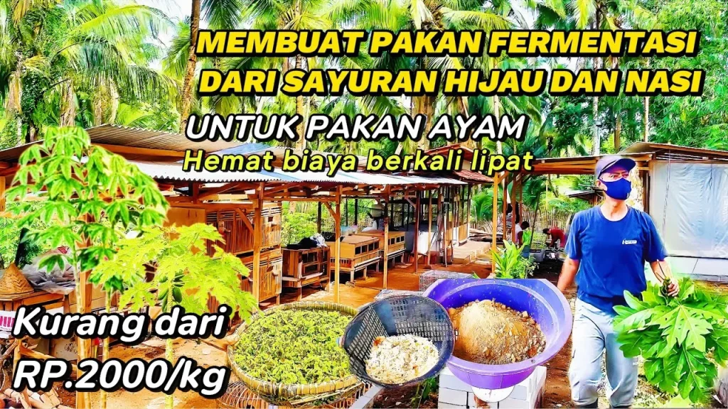Cara Membuat Fermentasi Sayuran Hijau Dan Nasi Untuk Pakan Ayam Agar